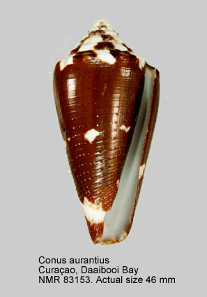 Conus aurantius (2).jpg - Conus aurantius Hwass,1792